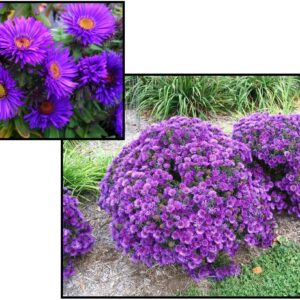 PURPLE DOME ASTER