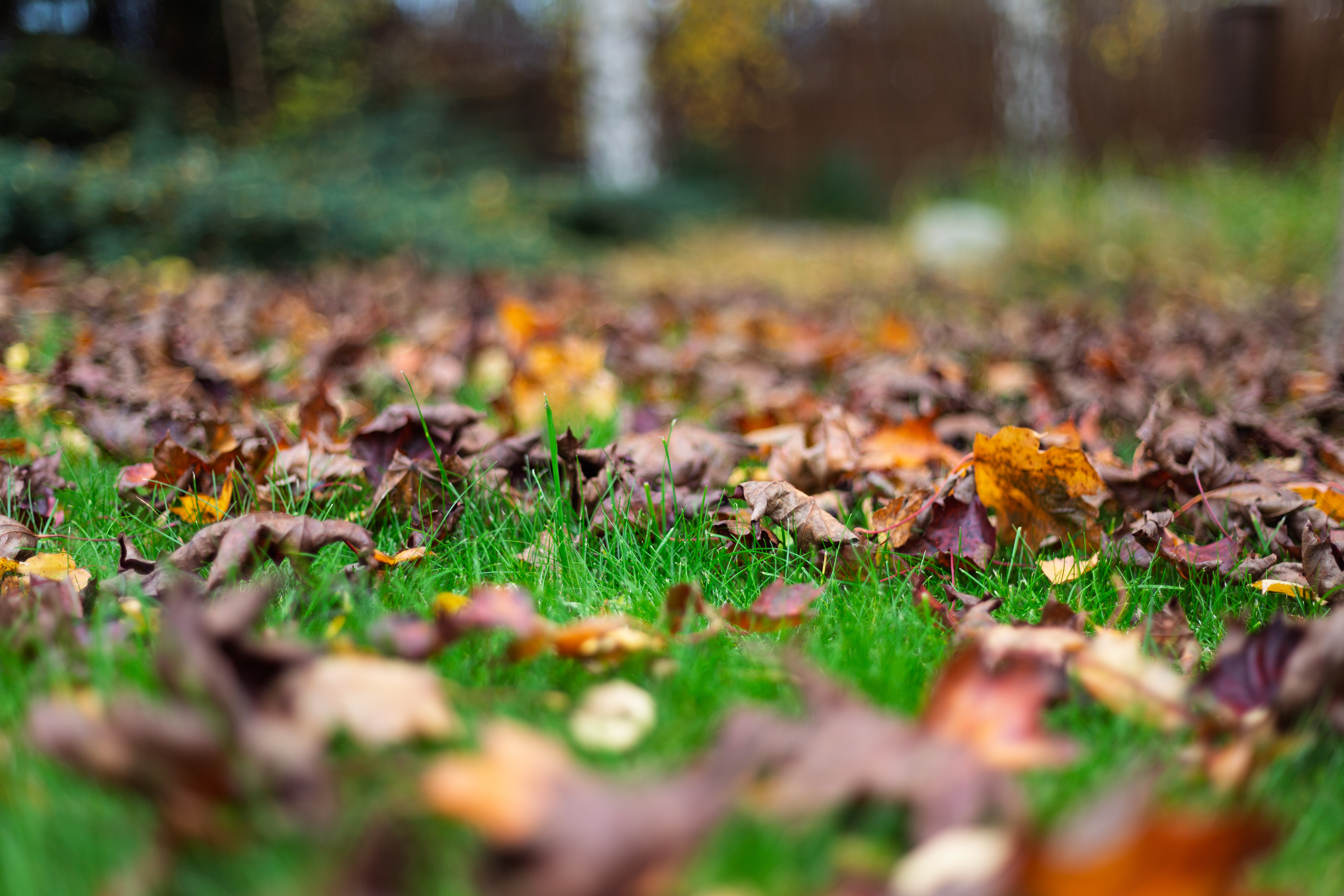 Autumn Leaves Scattered On Green Grass In A Garden With Soft Blurred Background. Warm Seasonal Foliage Creates A Simple Outdoor Yard Scene Useful For Autumn Work And Gardening Themes.