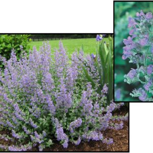 WALKERS LOW CATMINT
