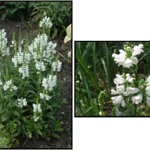 MISS MANNERS OBEDIENT PLANT