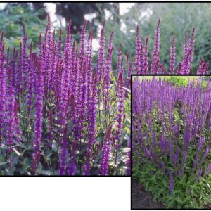 CARADONNA SAGE