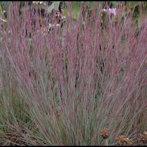 LITTLE BLUESTEM