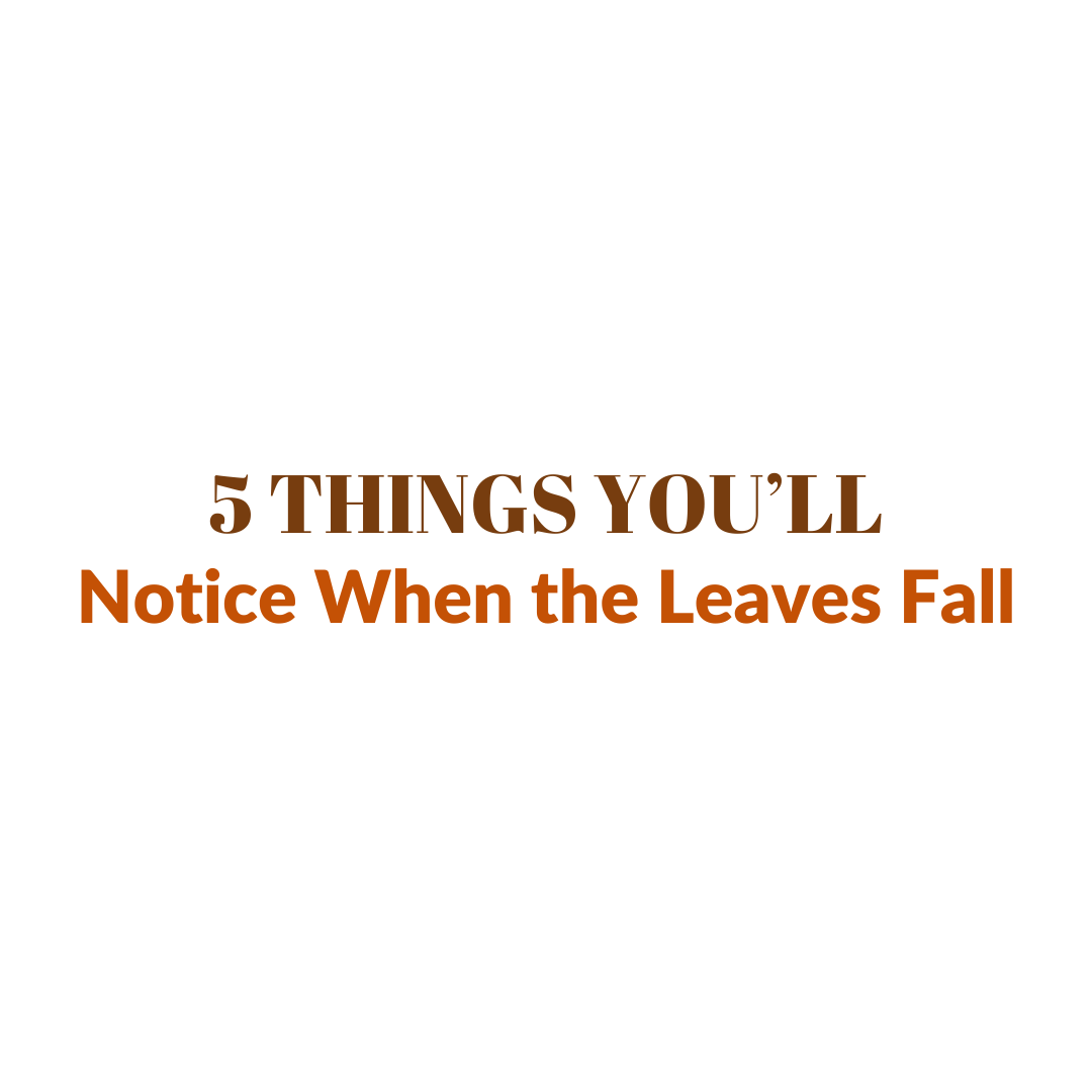 Read more about the article Five Things You’ll Notice About Your Landscape Once the Leaves Fall