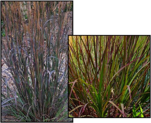 Blackhawks Big Bluestem