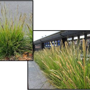 AUTUMN MOOR GRASS