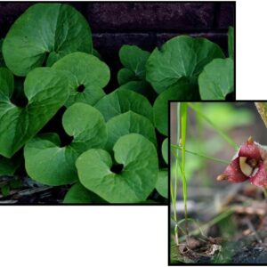 CANADIAN WILD GINGER