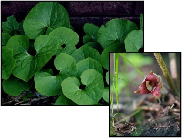 Canadian Wild Ginger