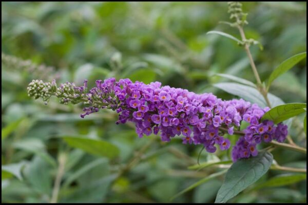 Blue Chip Lo And Behold Butterfly Bush