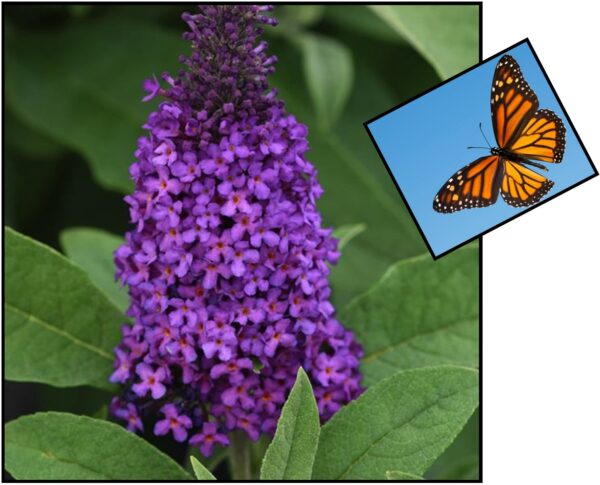 Chrysalis Purple Butterfly Bush