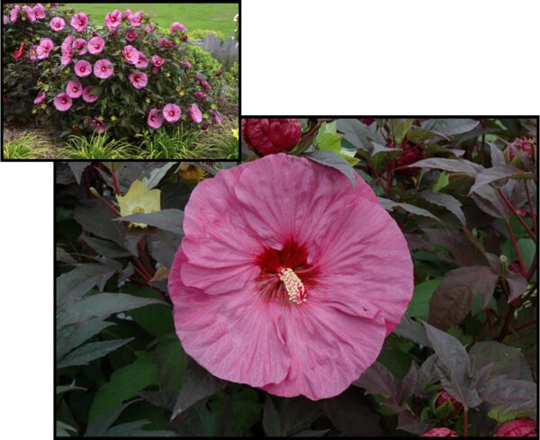 Berry Awesome Hibiscus