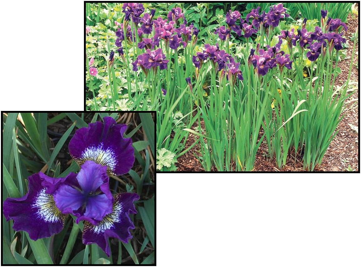 Contrast In Style Siberian Iris