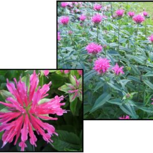 CORAL REEF BEE BALM