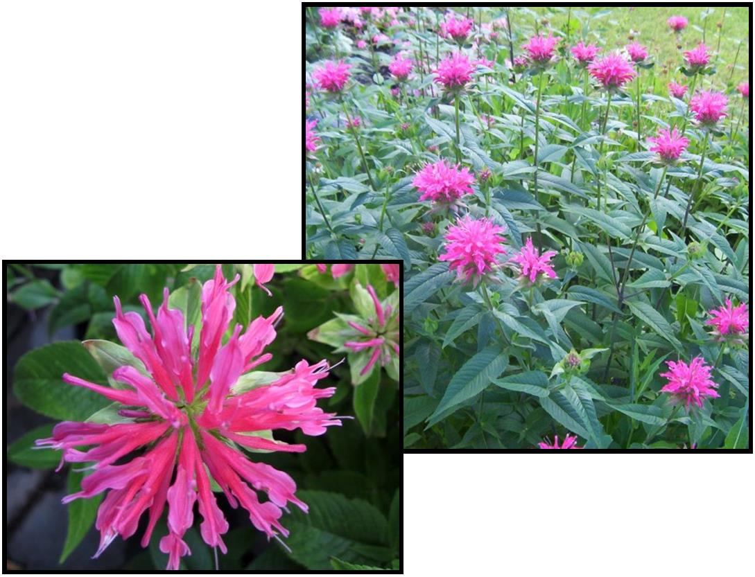 CORAL REEF BEE BALM