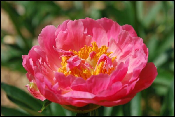 Coral Charm Peony