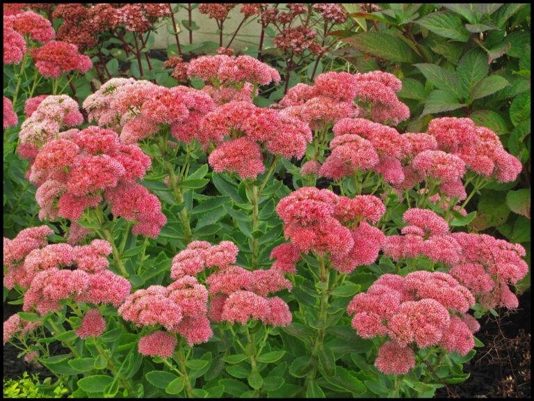 ANGELINA SEDUM – Hinsdale Nurseries – Welcome to Hinsdale Nurseries