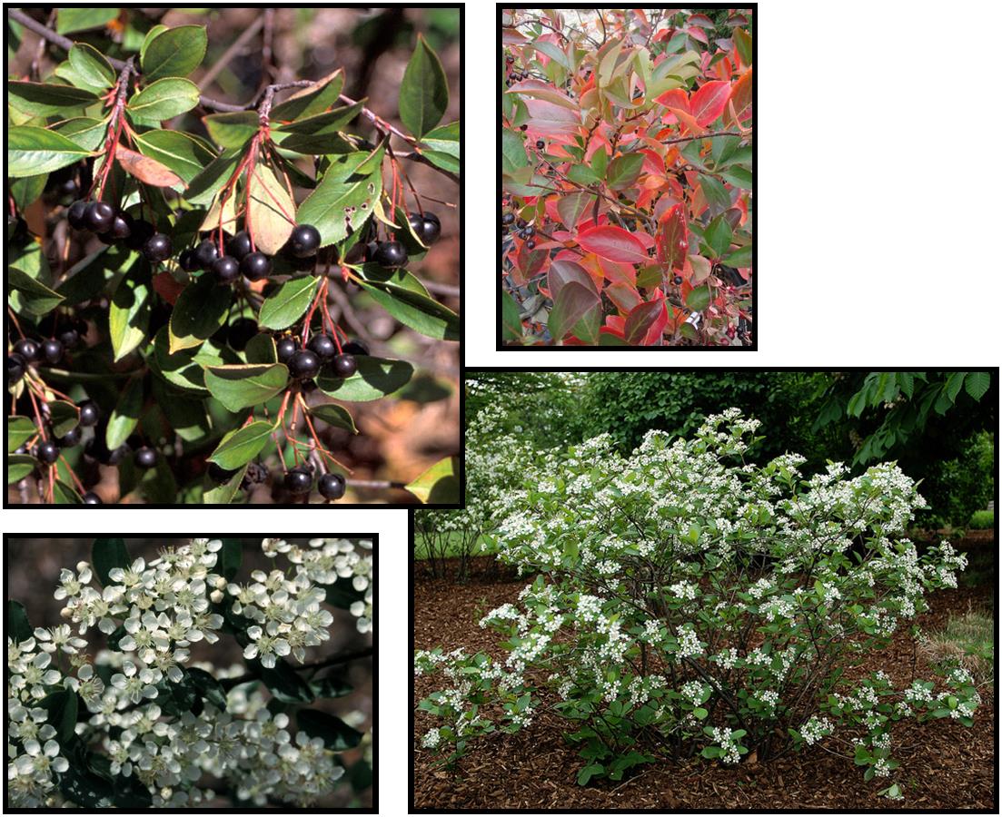 IROQUOIS BEAUTY BLACK CHOKEBERRY – Hinsdale Nurseries