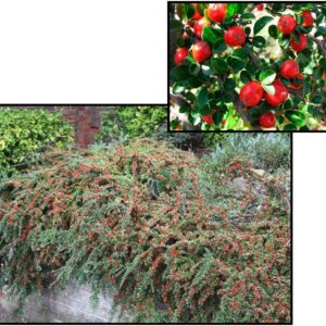 CRANBERRY COTONEASTER
