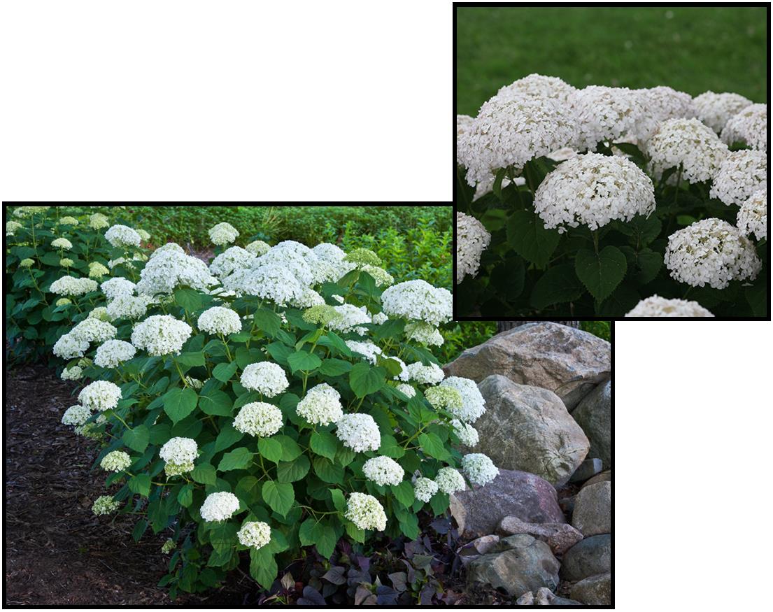 INVINCIBELLE WEE WHITE HYDRANGEA – Hinsdale Nurseries