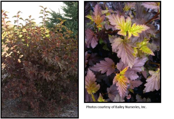 Center Glow Ninebark