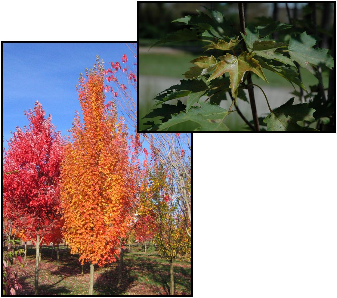 ARMSTRONG GOLD RED MAPLE