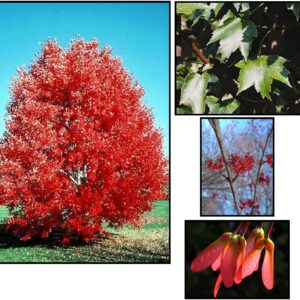 CLUMP RED MAPLE