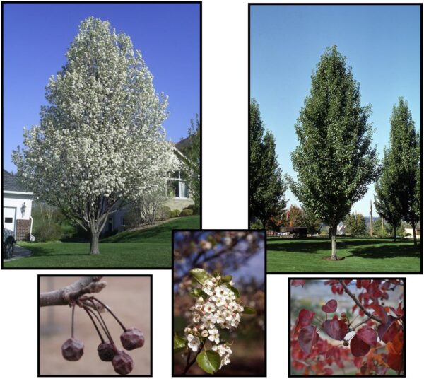 Chanticleer Pear